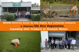 Walailak University Assists Ao Kian Organic Rice Community Enterprise in Obtaining FDA Rice Registration, Expanding Their Products to Premium Market